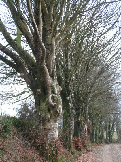 Hent Carn Laër