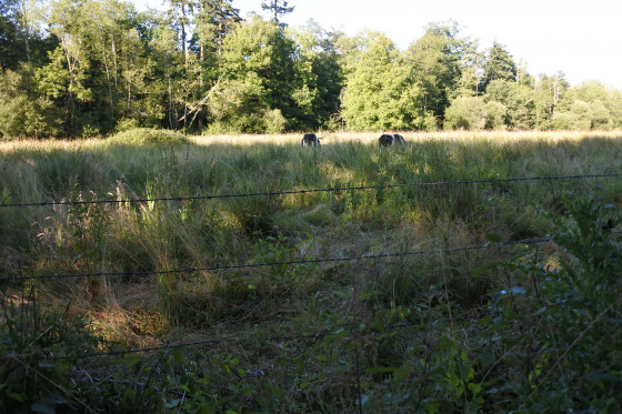 Herbes folles/ vaches tranquilles