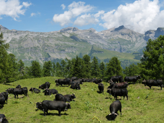 Herens Cattle
