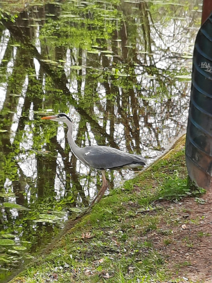 Héron au bord d'un canal