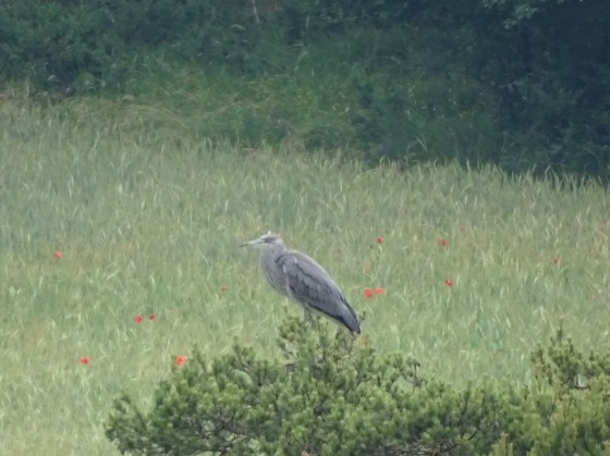 Heron