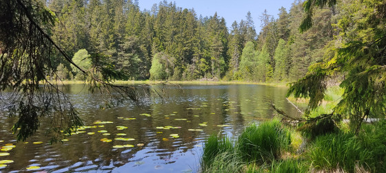 Herrenwieser See.