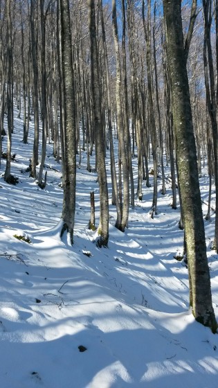 Hêtraie à Malesse sous le Plateau de l\'Isarce
