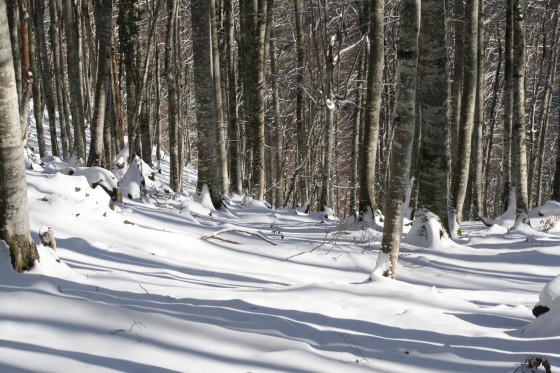 Hêtraie de Malesse sous le Plateau de l\'Isarce