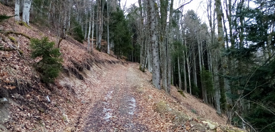 Hêtraie-sapinière