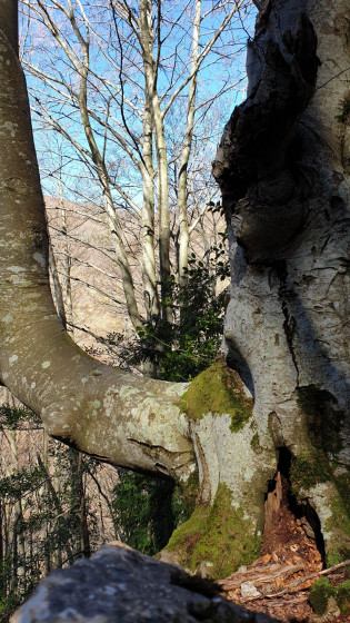 Hêtre remarquable marquant le Gouffre de Paybou Hêtre remarquable marquant le Gouffre de Paybou