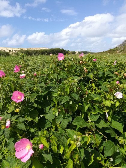 Hibiscus des marais