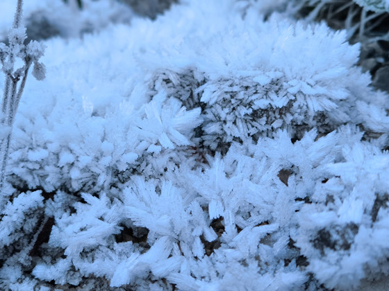 Hoarfrost on the list from the mountain