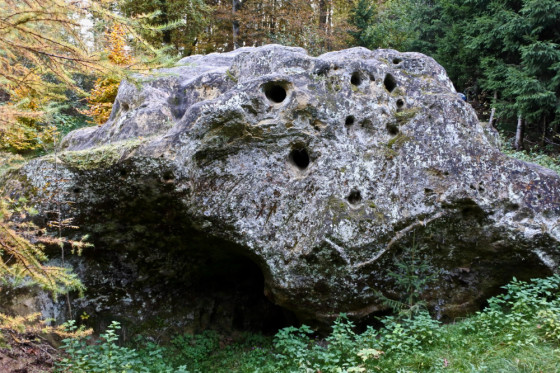 Hollefrasteen