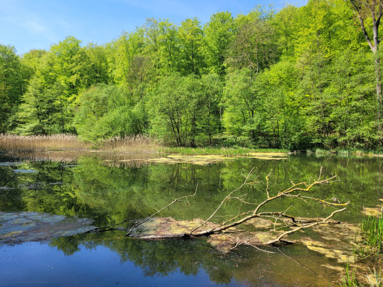 Hütter Klosterteiche