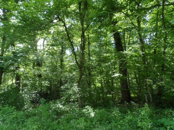 Ilot de senescence et vieillissement