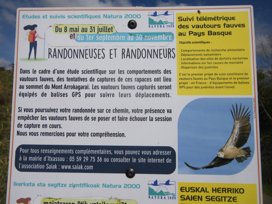informations Etudes sur les vautours