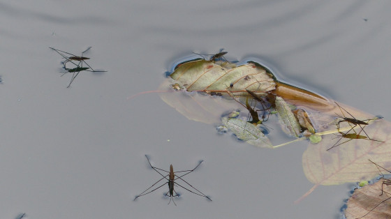 Gerris : Insectes du marais