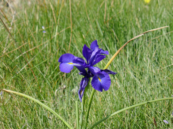 Iris Latifolia ou iris des Pyrénées