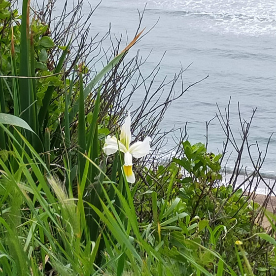IRIS sur le chemin Bidat - Saint jean de luz