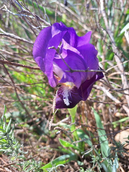 Iris