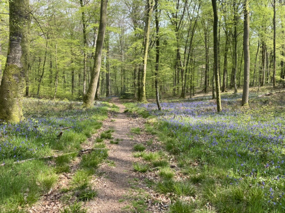 Jacinthe des bois