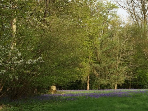 jacinthes des bois dans une clairière
