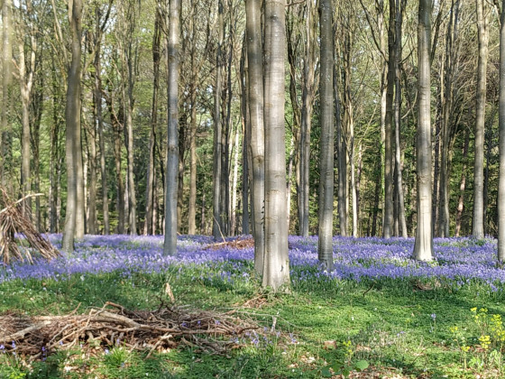 Jacinthes des bois