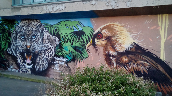 Jaguar et gypaète barbu Jaguar et gypaète barbu