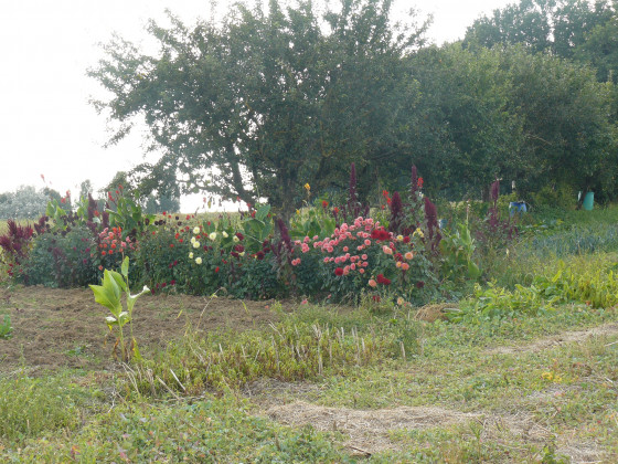 Jardin fleuri