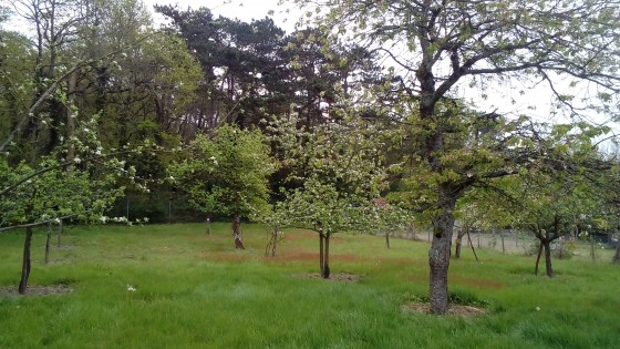 Jardin