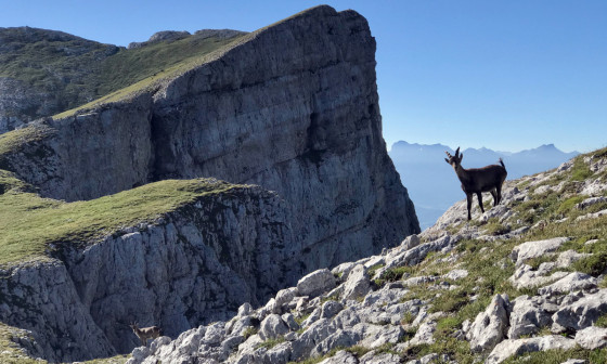 Jeune bouquetin devant l\'Obiou Jeune bouquetin devant l\'Obiou