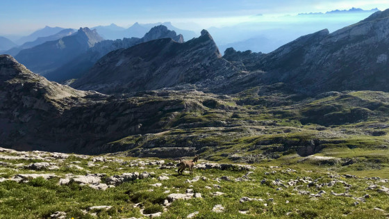 Jeune cabri dans les lapiaz