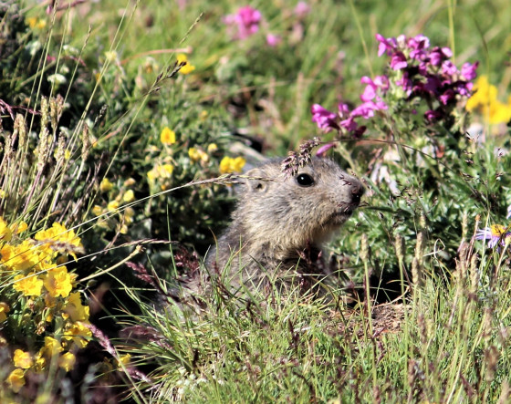 Jeune marmotte