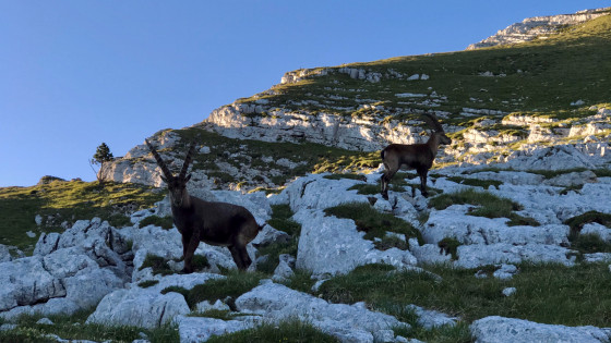Jeunes bouquetins au Col des Deux Sœurs Jeunes bouquetins au Col des Deux Sœurs