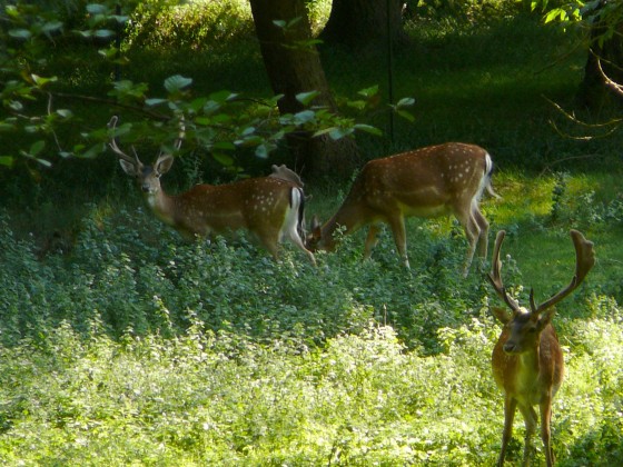 jeunes cerfs sur les bords de l\'Yvette