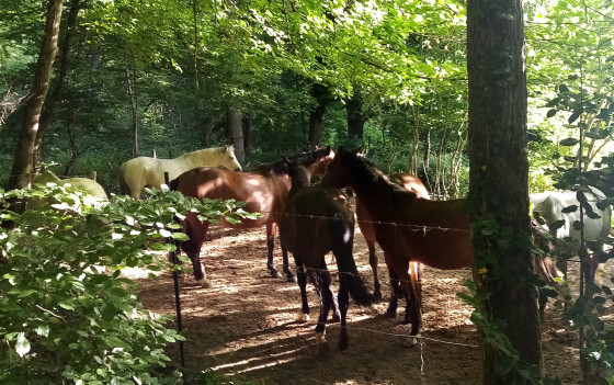 Jeunes chevaux