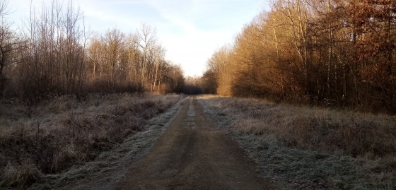 Jeux de lumière sur le chemin