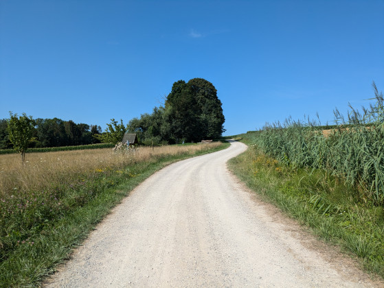 Joli chemin avec beaux arbres