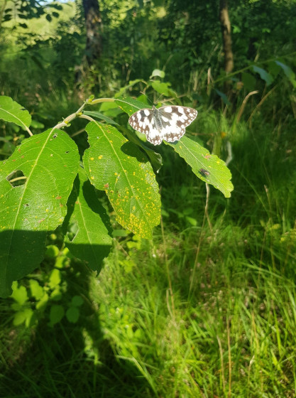 Joli papillon