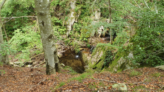 Joli petit ruisseau