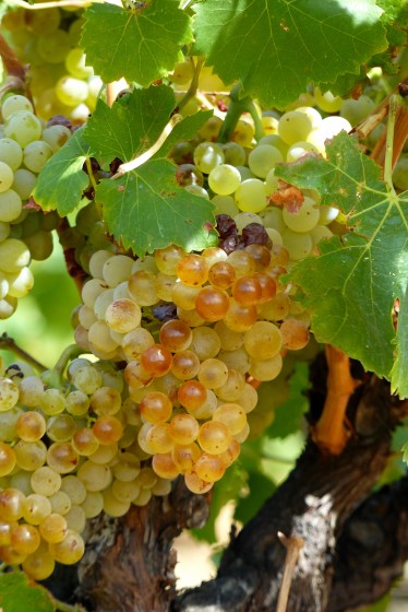 Joli raisin Joli raisin