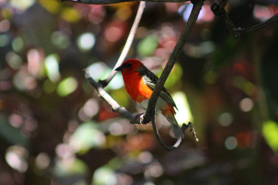 Oiseau