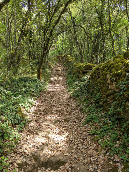Chemin bordé d'un muret en sous-bois