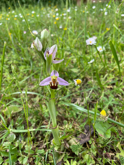 Jolie orchidée