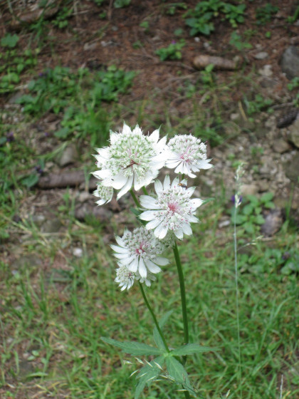 Jolies fleurs blanches