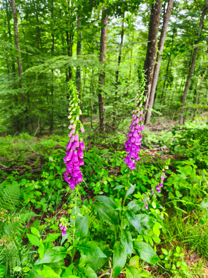 Jolies fleurs