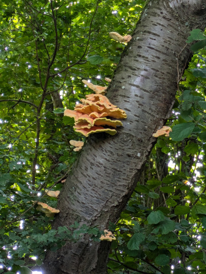 Jolis champignons
