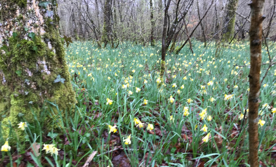 Jonquilles