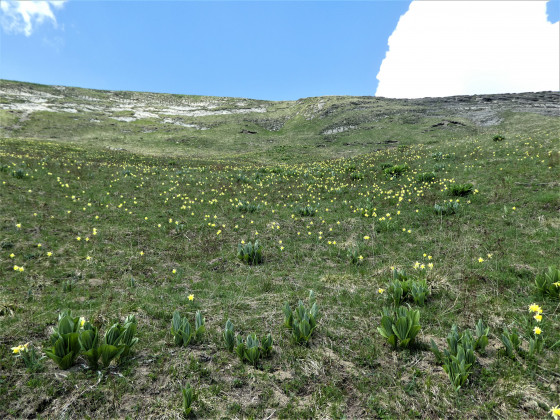 Jonquilles