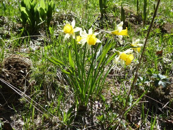 Jonquilles