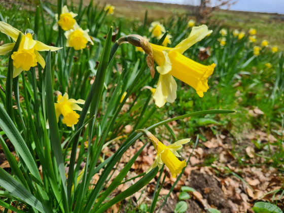 Jonquilles