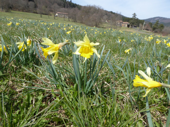 Jonquilles