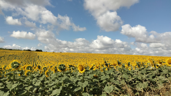 Juillet à la Marcaissonne
