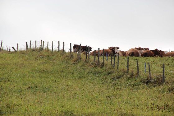 Vaches au pâturage